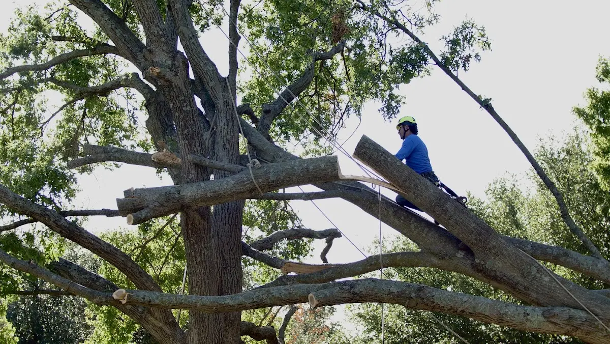 Professional Crown Thinning performed by certified arborists in Dittmer