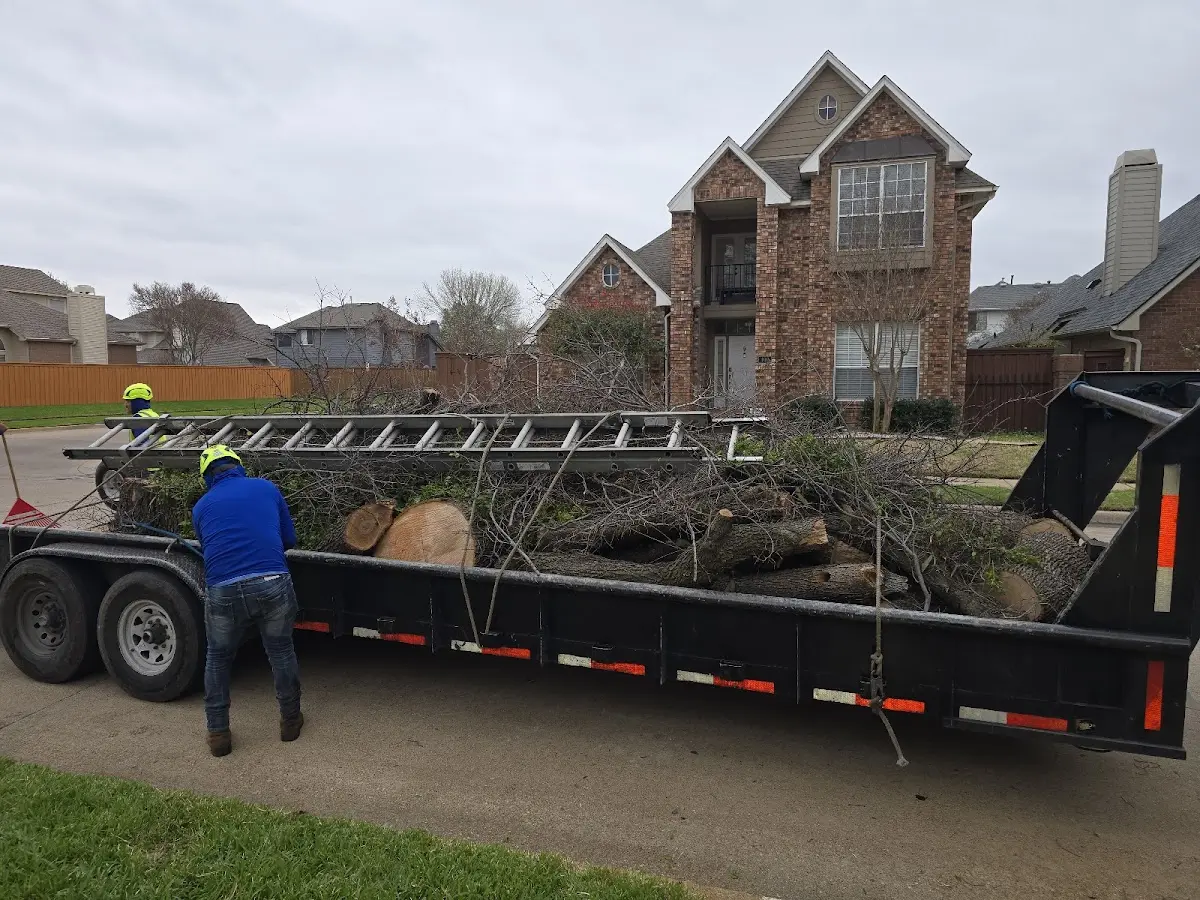Expert Tree Removal with proper safety equipment in Dittmer
